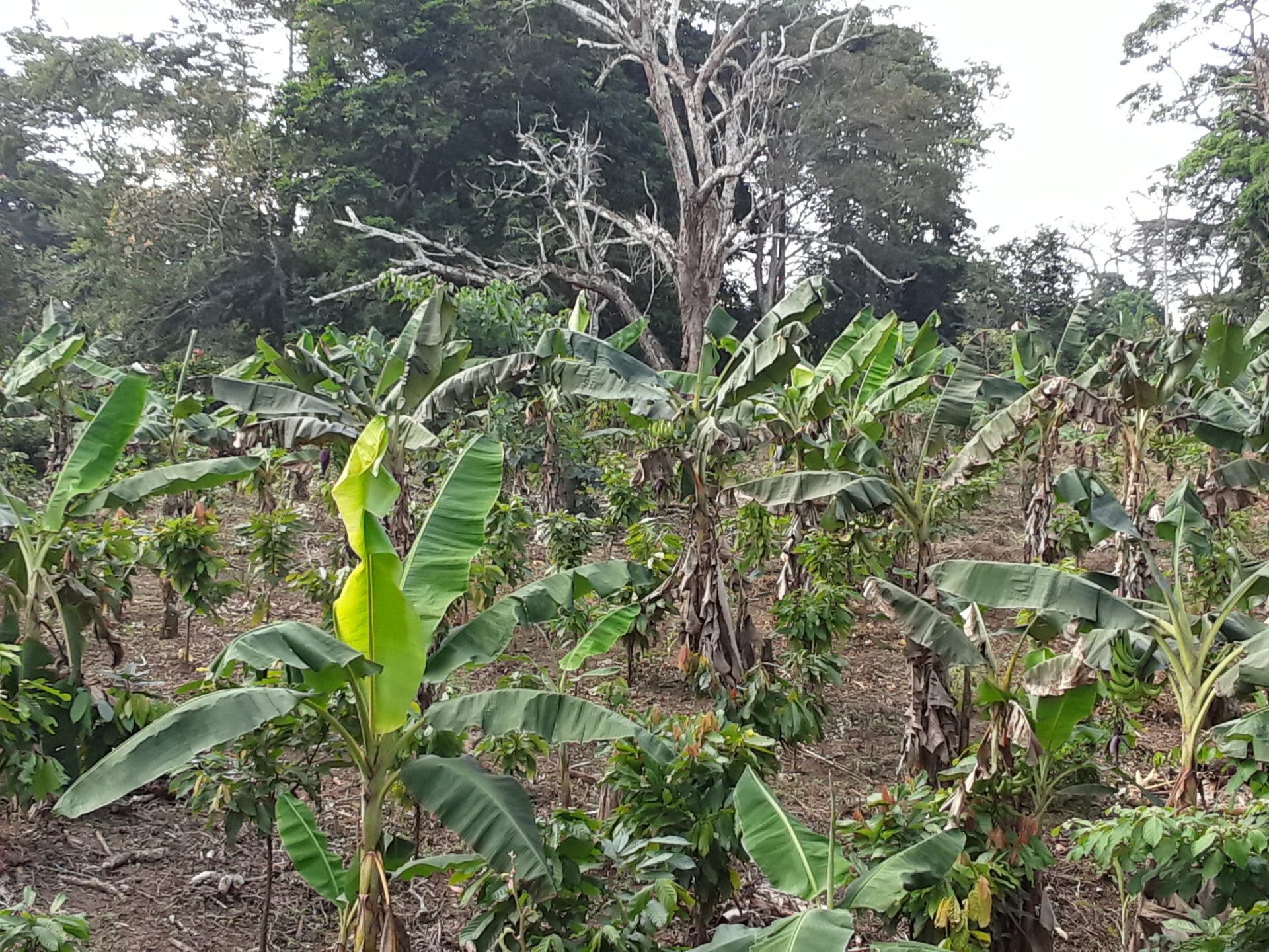 Banane plantain en Côte dIvoire quels besoins en formation des