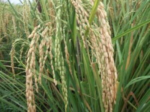 Burkina Faso / Formation professionnelle des producteurs de riz et de sésame