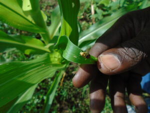 L’agroécologie pour sortir des pesticides. Guides et supports de formation