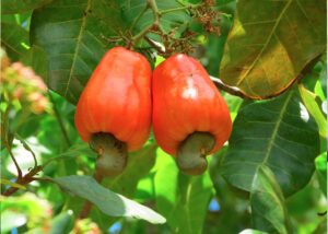 Sénégal / Un fond national pour accompagner les filières agro-sylvo-pastorales