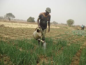 Togo / Une filière oignon plus compétitive et durable