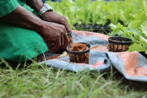 Sénégal / Processus d’élaboration de modules de formation en agriculture écologique et biologique