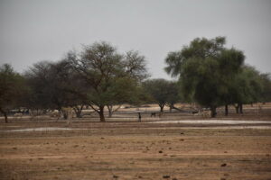 Image pays Sénégal