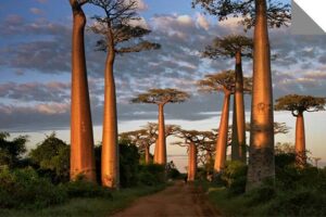 Image pays Madagascar