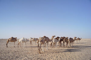 Image pays Mauritanie
