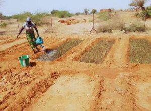 [Paroles d’acteur] Niger / Intégrer le genre dans les pratiques agroécologiques
