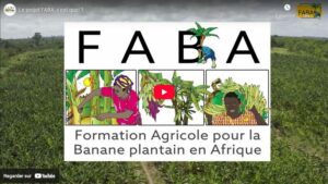 Ressources pédagogiques pour produire des bananes plantain sans pesticide