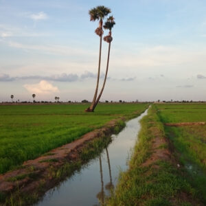 [Paroles d’acteur] Réingénierie agroécologique des systèmes irrigués : vers une transition appuyée par la formation