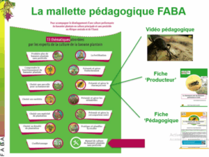 [Paroles d’acteur] Diffuser une mallette pédagogique pour intensifier la production de banane plantain sans pesticide